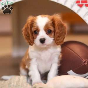 Pepper, Cavalier King Charles Spaniel Puppy